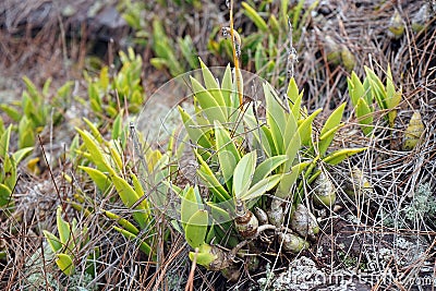 Wild orchid grow on rock, epiphyte in evergreen hill forest ecosystem Stock Photo