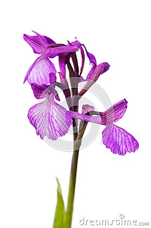 Wild Orchid hybrid isolated - Anacamptis x gennarii Stock Photo