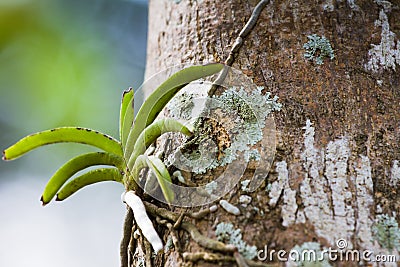 Wild orchid on tree Stock Photo