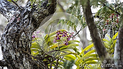Wild orchids on tree, Komodo Island, Indonesia Stock Photo