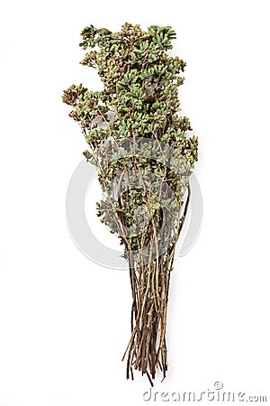 Wild Oregano dried bouquet isolated on white Stock Photo