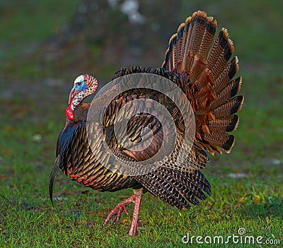 Wild Osceola turkey - Meleagris gallopavo osceola - aka Florida turkey, is a subspecies of wild turkey that only occurs in the Stock Photo