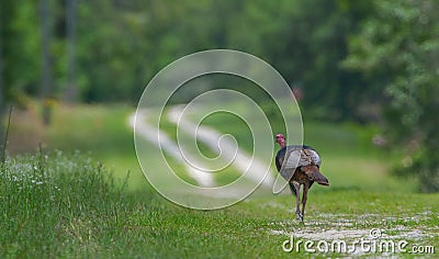 Wild Osceola turkey Meleagris gallopavo osceola Stock Photo