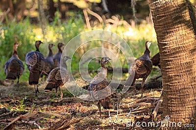 Wild osceola wild turkey Meleagris gallopavo osceola in the woods Stock Photo