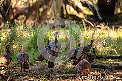 Wild osceola wild turkey Meleagris gallopavo osceola in the woods Stock Photo