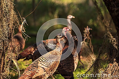 Wild osceola wild turkey Meleagris gallopavo osceola in the woods Stock Photo