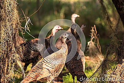 Wild osceola wild turkey Meleagris gallopavo osceola in the woods Stock Photo