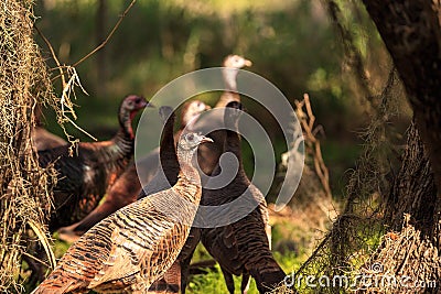 Wild osceola wild turkey Meleagris gallopavo osceola in the woods Stock Photo