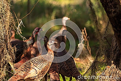 Wild osceola wild turkey Meleagris gallopavo osceola in the woods Stock Photo