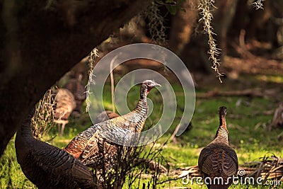 Wild osceola wild turkey Meleagris gallopavo osceola in the woods Stock Photo