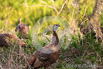 Wild osceola wild turkey Meleagris gallopavo osceola in the woods Stock Photo