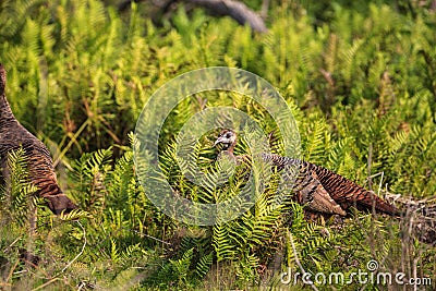 Wild osceola wild turkey Meleagris gallopavo osceola in the woods Stock Photo