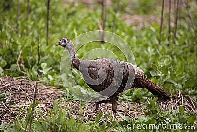 Wild osceola wild turkey Meleagris gallopavo osceola in the woods Stock Photo