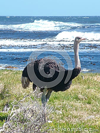 Wild Ostrich male at the Cape of Good Hope Stock Photo