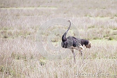 Wild ostrich in Ngorongoro crater, Tanzania. Stock Photo