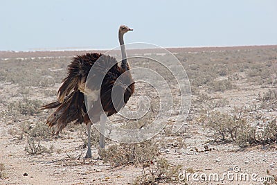 Wild ostrich in the savanna, Namibia Stock Photo