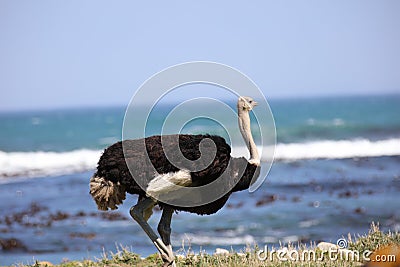 Wild ostrich Stock Photo