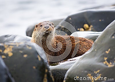 Wild Otter (Lutra lutra) Stock Photo