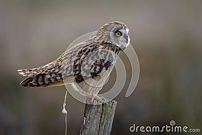 Owl bird dropping Stock Photo