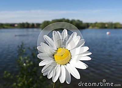 Wild Oxeye Daisy Flower Stock Photo