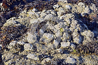 Wild oysters on the beach of Beg Meil Stock Photo