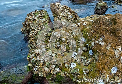 Wild oysters on rocks and piers near the shore in the Gulf of Mexico, Florida Stock Photo