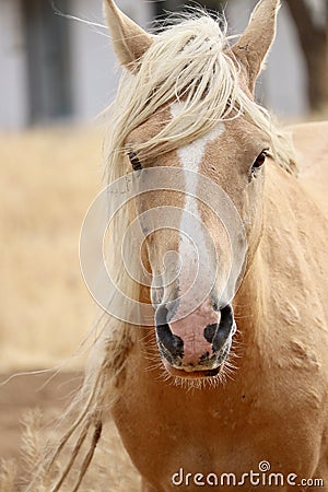 Wild Palomino Stallion American Mustang Wild horse headshot facing Stock Photo