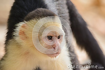 Panamanian white-faced capuchin Stock Photo