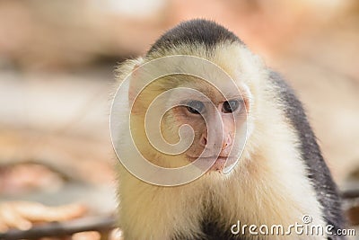 Panamanian white-headed capuchin Stock Photo