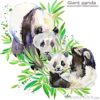 Panda hand draw watercolor illustration. Cartoon Illustration