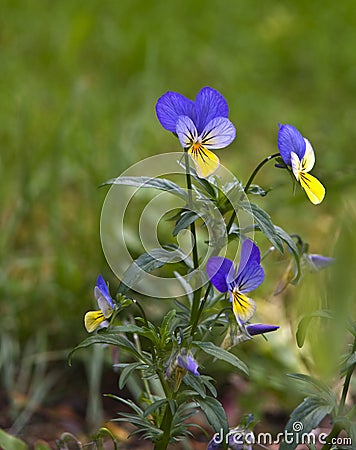 Wild pansy Stock Photo