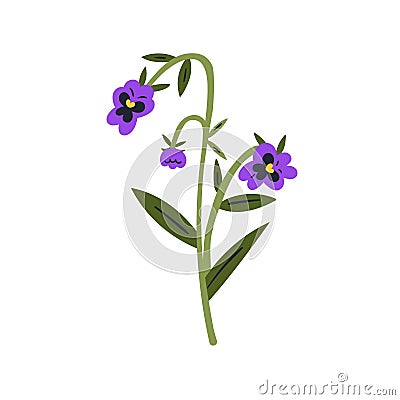 Wild pansy, field flower. Heartsease, meadow floral plant. Gentle wildflower branch. Viola tricolor, fragile blooms Vector Illustration