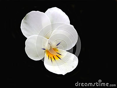 Wild Pansy Stock Photo