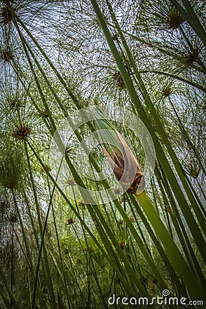 Wild Papyrus plants close-up Stock Photo