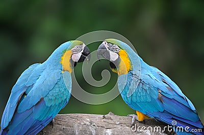 Wild parrot bird, blue parrot Great-Green Macaw, Ara ambigua Stock Photo