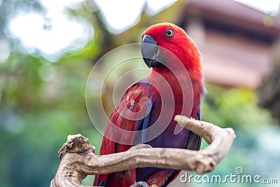 Wild parrot bird. Colorful parrot in Bali zoo, Indonesia. Stock Photo