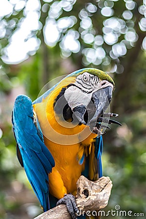 Wild parrot bird. Colorful parrot in Bali zoo, Indonesia. Stock Photo