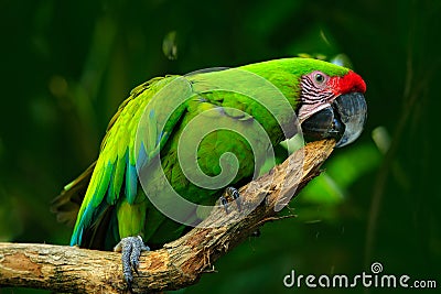 Wild parrot bird, green parrot Great-Green Macaw, Ara ambigua. Wild rare bird in the nature habitat. Green big parrot sitting on t Stock Photo