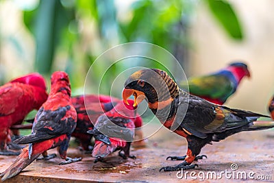 Wild parrots bird. Colorful parrot in Bali zoo, Indonesia. Stock Photo