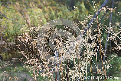 Wild Parsnip-Pastinaca sativa-Seed Head Stock Photo