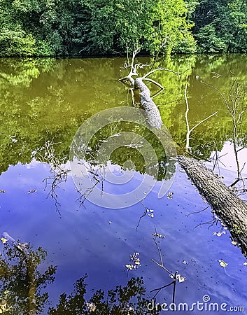 Wild part of Shefield Lake - Uckfield, UK Stock Photo