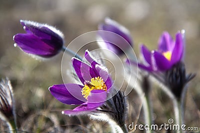 Wild Pasque flower, Pulsatilla vulgaris, spring flower Stock Photo