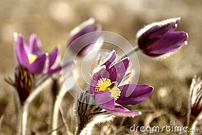 Wild Pasque flower, Pulsatilla vulgaris Stock Photo