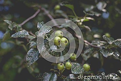 Wild pear with infected leaves. Disease on the leaves of a pear Stock Photo