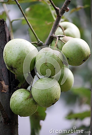 Close up shot of wild pears hanging on branches. Stock Photo