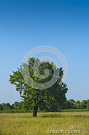 A wild pear tree in a field of green beige grass Stock Photo