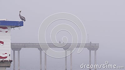 Wild pelican bird on Ocean Beach pier, foggy weather on California coast, USA. Stock Photo