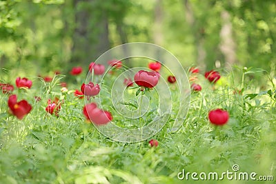 Wild peony (Paeonia peregrina romanica) in a forest nearby the Enisala fortress in Dobrogea. Stock Photo