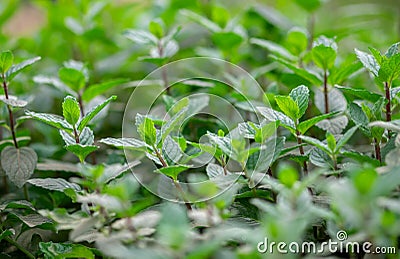 Wild Peppermint (Mentha piperita, also known as Mentha balsamea Wild) grown at greenhouse Stock Photo