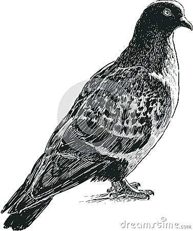 Wild pigeon Vector Illustration